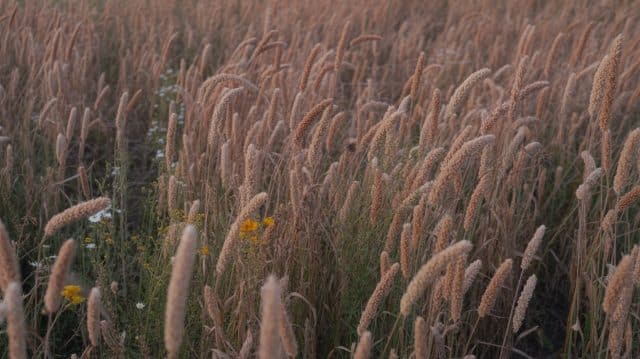 browntop millet